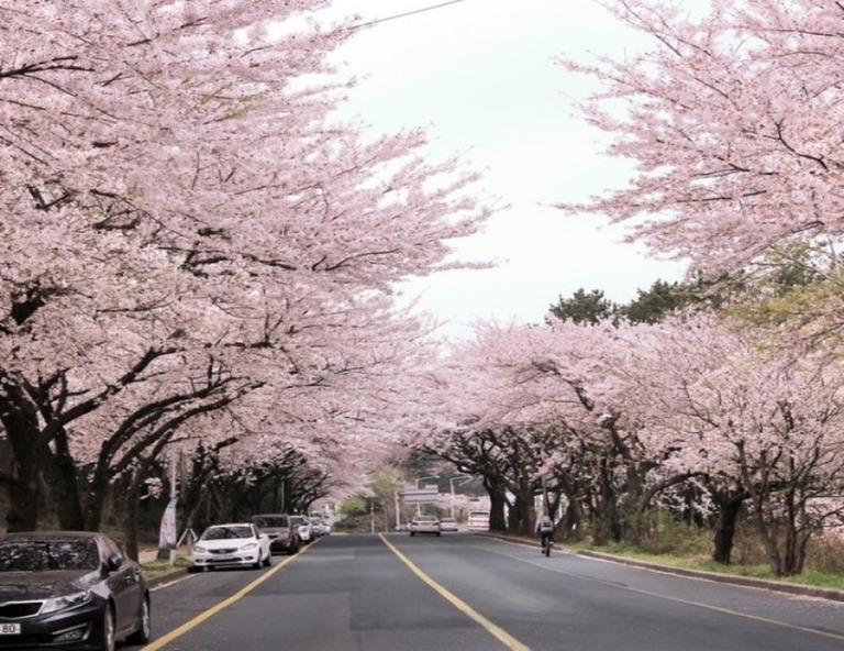 【台虎．輕鬆遊濟州】濟州大學路、典農路櫻花大道、史努比莊園4天